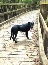 14199266_10155288502629498_4514112595317948147_n